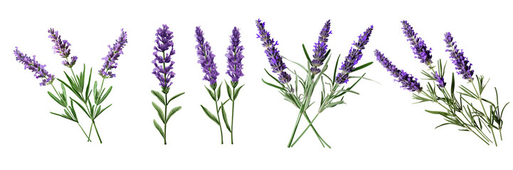 Set of a lavender flower stems with leaves isolated cutout on a Transparent Background - obrazy, fototapety, plakaty