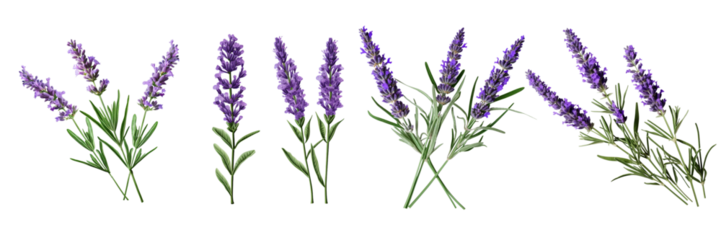Set of a lavender flower stems with leaves isolated cutout on a Transparent Background