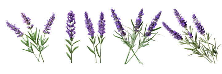 Gartenposter Set of a lavender flower stems with leaves isolated cutout on a Transparent Background © Wajed