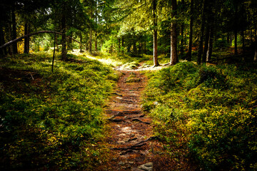 walking and hiking path in the swiss national park, parc naziunal svizzer - green and lush with some autumn touches