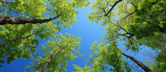 Capturing the serenity of a green tree canopy against a clear blue sky.