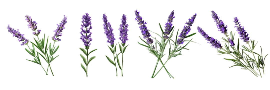Set of a lavender flower stems with leaves isolated cutout on a Transparent Background