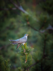 Perched delicately, the Common Cuckoo (Cuculus canorus) surveys its surroundings from atop a pine branch, enveloped by the verdant forest.