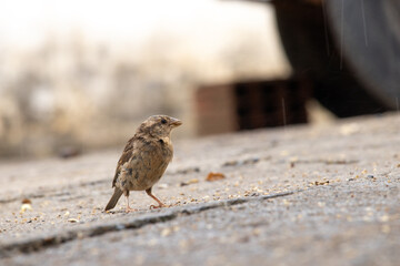 passer. Passer is a genus in the family Passeridae, also known as sparrows. The genus includes P. domesticus and P. montanus, some of the most common birds in the world. They are small birds with thic