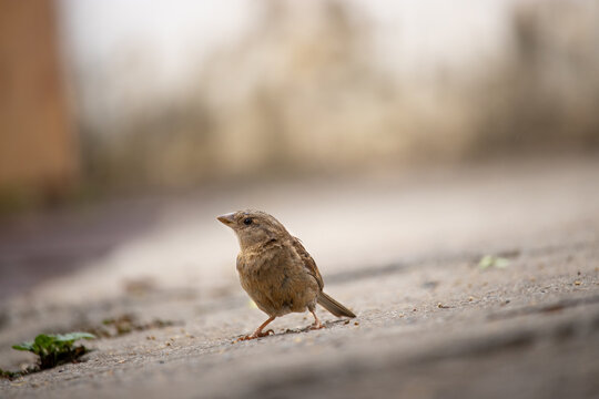 passer. Passer is a genus in the family Passeridae, also known as sparrows. The genus includes P. domesticus and P. montanus, some of the most common birds in the world. They are small birds with thic