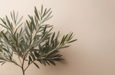 Elegant olive tree leaves on neutral soft pastel beige wall. Concept minimalistic nature with copy...