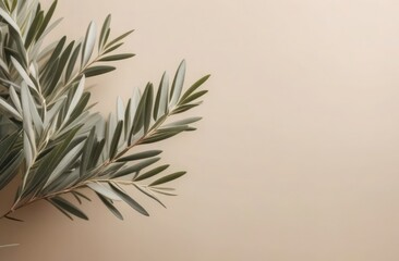 Elegant olive tree leaves on neutral soft pastel beige wall. Minimalistic nature concept with copy space. Copy space