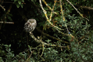 Obraz premium Owl perched on branch amidst foliage
