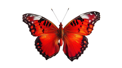 Beautiful red butterfly, transparent or isolated on white background