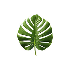 monstera leaf isolated on transparent background