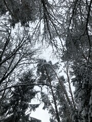 forest in winter
forest in winter view from below
winter forest
snowy forest
view of the sky from the forest