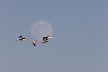 Snow geese and full moon  Bernardo Waterfowl Area – Bosque, New Mexico USA