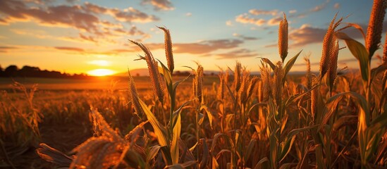 view of a corn field at sunset, corn ready to harvest