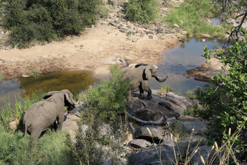 Afrikanischer Elefant im Nhlanganinii River/ African elephant in Nhlanganinii River / Loxodonta africana