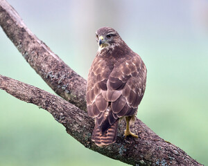 Common buzzard (Buteo buteo)