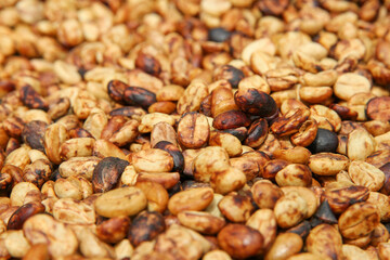Close up of drying organic coffee beans, Monteverde Costa Rica 