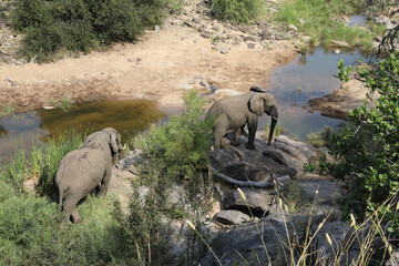 Afrikanischer Elefant im Nhlanganinii River/ African elephant in Nhlanganinii River / Loxodonta africana