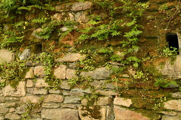 vieux mur