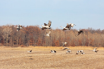 Sandhill Cranes Liftoff from s  Cornfield