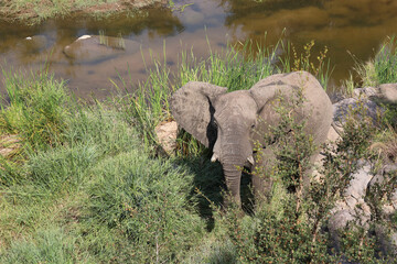 Afrikanischer Elefant / African elephant / Loxodonta africana