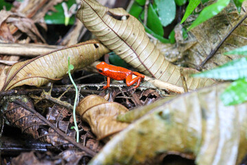 Strawberry Poison Dart Frog on Leaves in Costa Rica 