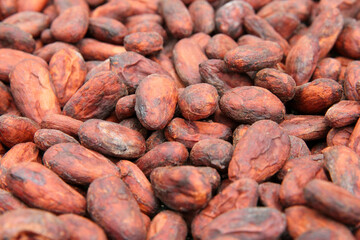 Close up of drying cocoa beans in Costa Rica 