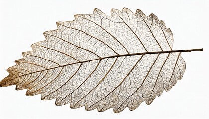 dry leaf skeleton macro close up isolated