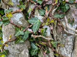 Ivy and vines on stone in Ireland 