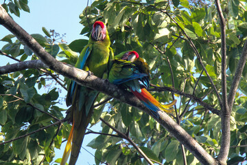 Pair of Great Green Macaws in tree in Costa Rica 