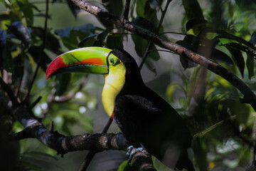 Keel-billed Toucan in Costa Rica Forest 