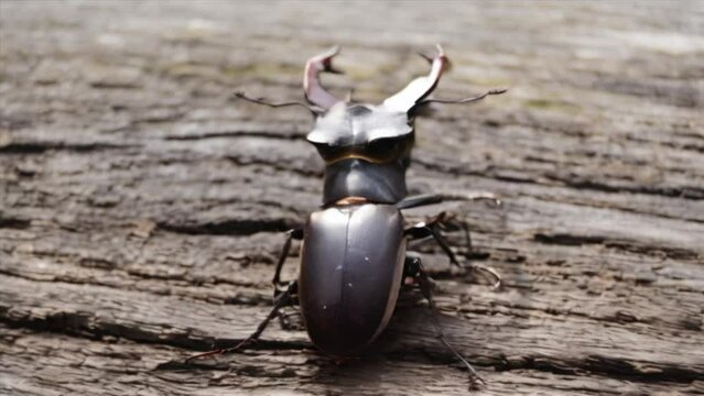 Male stag beetle with long and sharp jaws in wild forest sitting on the trunk of an oak tree, generated AI
