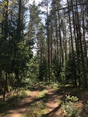 path in the forest

summer in the forest.
summer forest.
trees.
forest