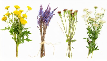 set with beautiful wild dried meadow flowers isolated on white background