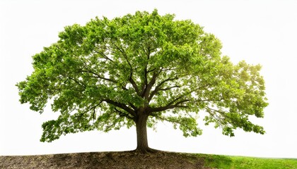 isolated green tree on white background