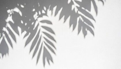 abstract shadow of leaves on a white wall background