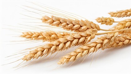 wheat ears isolated on white or transparent background spikes of wheat with grains