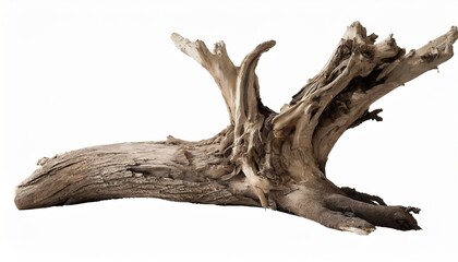 dead tree root isolated on white