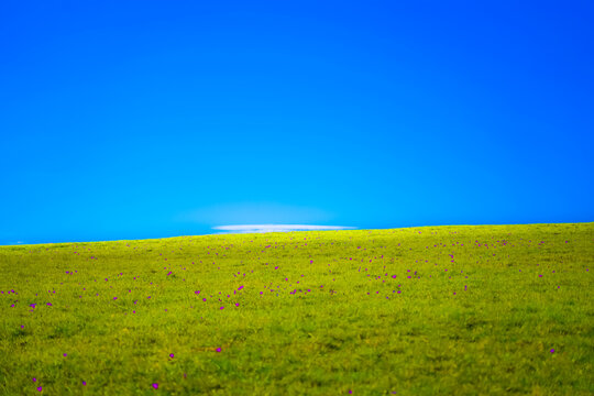 Blue and yellow green background from field with crocus flowers and sky in mountains