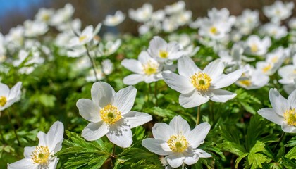 Naklejka na ściany i meble blossoming white anemonas and spring flowers festive background bright springtime bouquet floral card