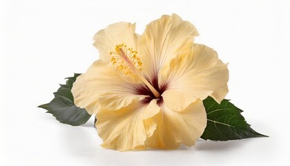 light yellow hibiscus on white background with path