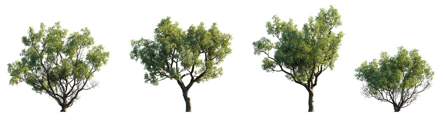 Quercus faginea Portuguese oak frontal set trees  street summer trees medium isolated png on a transparent background perfectly cutout - obrazy, fototapety, plakaty
