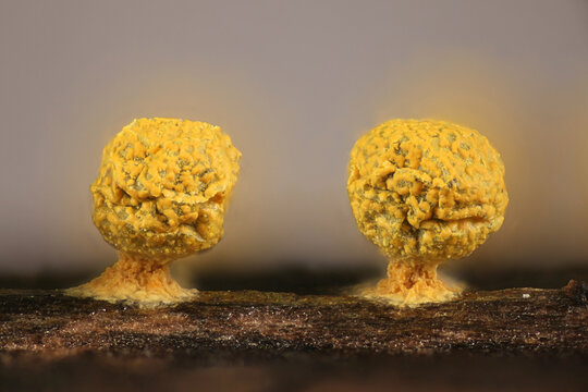 Physarum sulphureum, golden slime mold from Finland, microscope image of sporangia