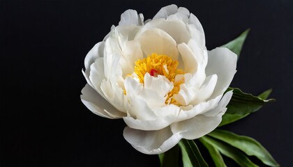 Naklejka na ściany i meble beautiful white peony on a black background close up minimalistic floral composition in a dark way top view moody floral