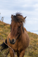 Obraz premium Islandpferd auf Weide