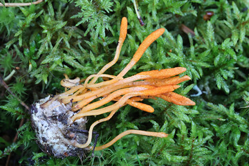 Scarlet Caterpillar Club, Cordyceps militaris, entomopathogenic medicinal fungus from Finland © Henri Koskinen