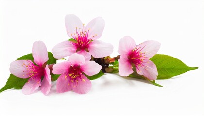 Naklejka na ściany i meble sakura flowers a bunch of wild himalayan cherry blossom pink flowers with young leaves budding on tree twig isolated on white background with clipping path transparent background