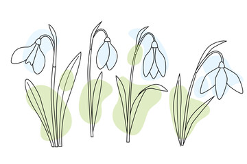 Obraz premium Snowdrop flowers set, first spring flowers in bloom. White flower with green leaves. line art vector illustration, outline style with abstract colorful shapes.