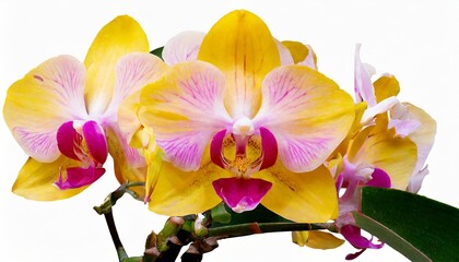 orchid flower yellow pink flower in full bloom isolated from background macro background for various graphic design png file