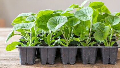 pack of petunia seedlings ready for transplanting