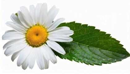 chamomile flower isolated on white or transparent background camomile medicinal plant herbal medicine one single chamomile flower with green leaves